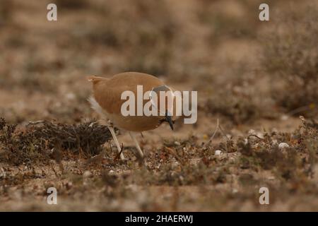 Les coureuses de couleur crème sont superbement camouflées dans les déserts semi-arides et les plaines de Lanzarote.Ils restent comme des fêtes de famille après la fuite. Banque D'Images