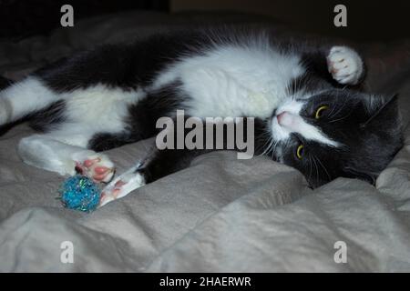 Chaton gris et blanc jouant avec le ballon sur le lit Banque D'Images