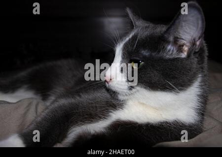 Chaton gris et blanc posé sur le lit Banque D'Images