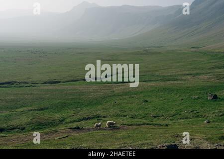 Les moutons se broutent sur fond de nature majestueuse, de brouillard et de mousse islandaise.Photo de haute qualité Banque D'Images