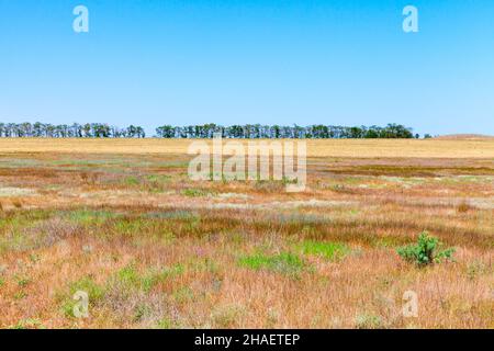 Paysage de steppe de Crimée, herbe sèche colorée est sous ciel bleu clair lors d'une journée ensoleillée d'été Banque D'Images