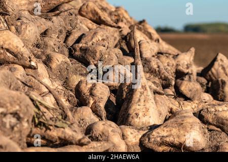 Pile de racines de betterave à sucre récoltées dans le champ, Beta vulgaris est également connu sous le nom de betterave commune Banque D'Images