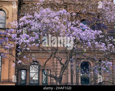 L'hôtel de ville de Sydney de fleurs de jacaranda arbre en face d'elle, de l'Australie Banque D'Images