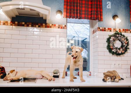 Trois chiots sont posés sur le comptoir dans la cuisine de Noël à la maison. Banque D'Images