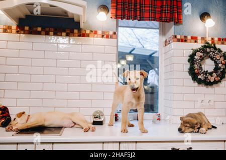 Trois chiots sont posés sur le comptoir dans la cuisine de Noël à la maison. Banque D'Images