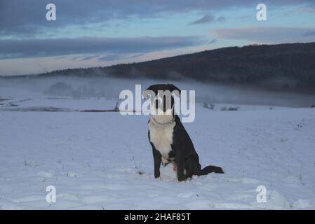 Le chien traverse le champ enneigé et attrape les boules de neige Banque D'Images