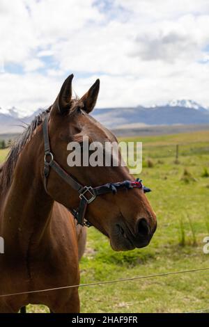 Gros plan de beau cheval Banque D'Images