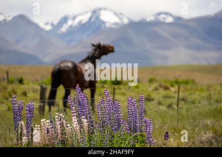 Cheval souriant dans les montagnes Banque D'Images