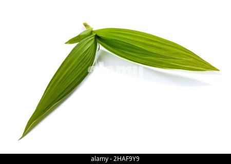 Branche de striata Bletilla isolée sur fond blanc Banque D'Images