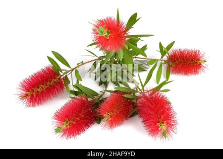 Fleurs de Callistemon isolées sur fond blanc Banque D'Images