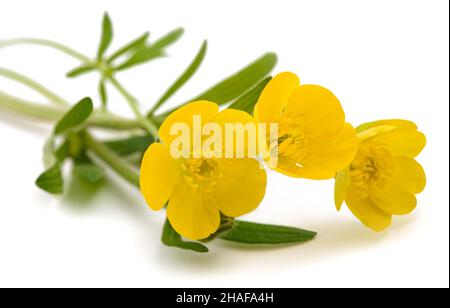 Fleurs de buttercup wolly isolées sur fond blanc Banque D'Images