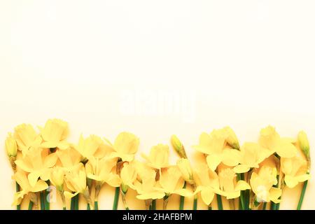 Bordure de narcisse jaune ou de fleurs de jonquille sur fond jaune clair.Concept de la Fête des mères, de l'anniversaire et de la Saint-Valentin Banque D'Images