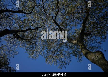 vue sur la cime des arbres avec le ciel bleu en arrière-plan Banque D'Images