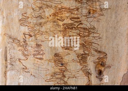 Marques sur l'écorce d'un arbre australien de Gum Scribbly causées par les larves du Moth de Gum Scribbly Banque D'Images