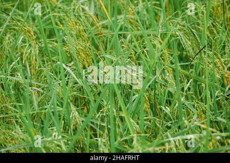 Plantation de riz, les grains de riz sont déjà mûrs. Banque D'Images