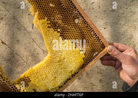 Peigne à miel d'abeille fraîche dans les mains du gardien de but en gros plan. Banque D'Images