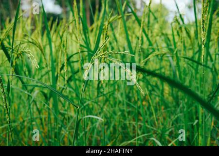 Plantation de riz, les grains de riz sont déjà mûrs. Banque D'Images