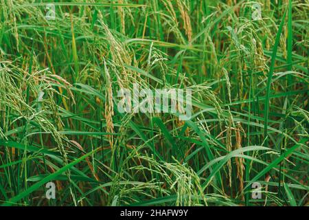 Plantation de riz, les grains de riz sont déjà mûrs. Banque D'Images