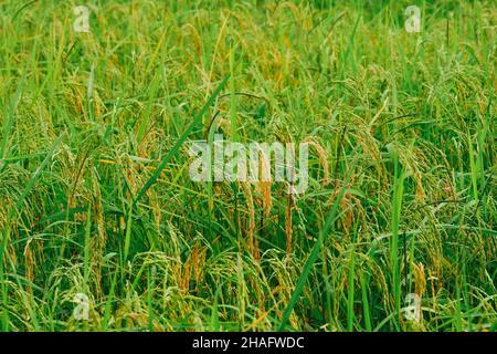 Plantation de riz, les grains de riz sont déjà mûrs. Banque D'Images