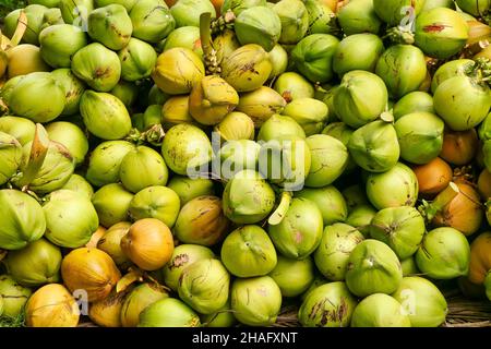 Vue en hauteur d'une grande pile de noix de coco fraîchement récoltées aux Philippines, où la production de coprah est une industrie importante. Banque D'Images