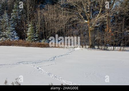 Wild turkey suit une tempête de neige dans le Wisconsin en décembre, à l'horizontale Banque D'Images