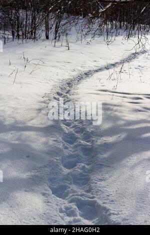 Un sentier bien trodden à travers la neige blanche tombée en hiver dans un champ Banque D'Images