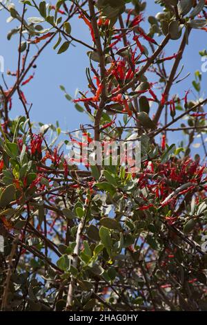 Plicosepalus acaciae (syn.Loranthus acaciae), la fleur de la bande d'acacia, est une espèce de plante à fleurs hémiparasitaire de la famille des Loranthaceae.Je Banque D'Images