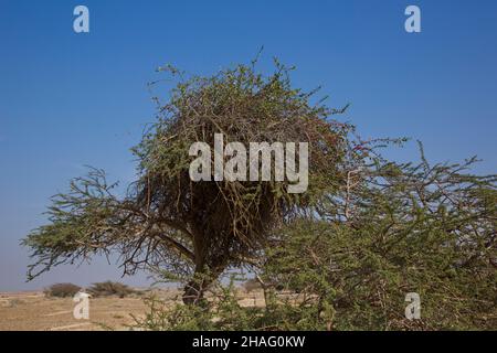 Plicosepalus acaciae (syn.Loranthus acaciae), la fleur de la bande d'acacia, est une espèce de plante à fleurs hémiparasitaire de la famille des Loranthaceae.Je Banque D'Images