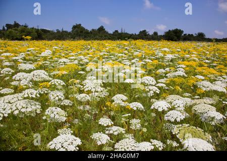 AMMI visnaga (syn.Visnaga daucoides, Daucus visnaga) est une espèce de plante à fleurs de la famille des carottes connue sous de nombreux noms communs, y compris la dent Banque D'Images