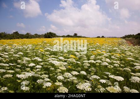 AMMI visnaga (syn.Visnaga daucoides, Daucus visnaga) est une espèce de plante à fleurs de la famille des carottes connue sous de nombreux noms communs, y compris la dent Banque D'Images