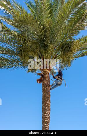 Hurghada, Egypte - 24 mai 2021: Homme travaillant au sommet d'un palmier élaguer les feuilles en s'aidant d'une corde bien utilisée.Nettoyage et découpe p Banque D'Images