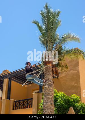 Hurghada, Egypte - 24 mai 2021: Homme travaillant au sommet d'un palmier élaguer les feuilles en s'aidant d'une corde bien utilisée.Nettoyage et découpe p Banque D'Images