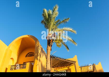 Hurghada, Egypte - 24 mai 2021: Homme travaillant au sommet d'un palmier élaguer les feuilles en s'aidant d'une corde bien utilisée.Nettoyage et découpe p Banque D'Images