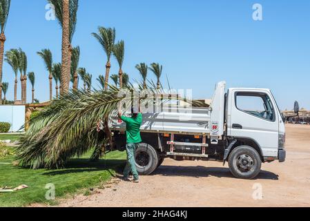 Hurghada, Égypte - 24 mai 2021 : un ouvrier charge les feuilles de palmier dans une voiture après avoir élagué les palmiers dans la baie de Makadi, qui est l'une des belles Rivie de la mer Rouge d'Égypte Banque D'Images