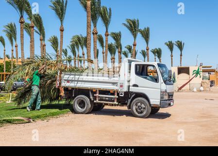 Hurghada, Égypte - 24 mai 2021 : un ouvrier charge les feuilles de palmier dans une voiture après avoir élagué les palmiers dans la baie de Makadi, qui est l'une des belles Rivie de la mer Rouge d'Égypte Banque D'Images