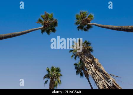 Washingtonia robusta, connu sous le nom de palmier mexicain, mexican washingtonia, ou skyduster est un palmier originaire de la Basse Californie pe Banque D'Images