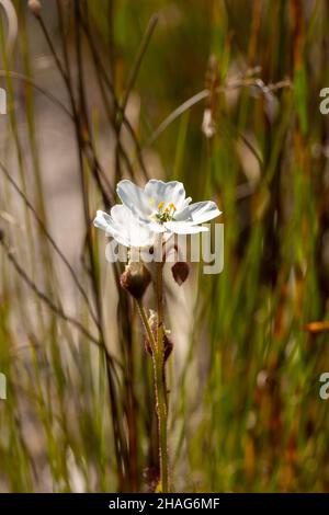 Deux fleurs blanches de Drosera cistiflora vues dans l'habitat naturel près de Stanford dans le Cap occidental de l'Afrique du Sud Banque D'Images