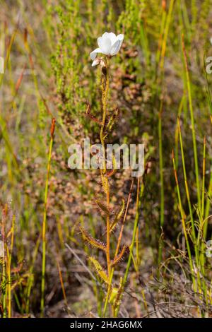 Drosera cistiflorale blanche dans la nature près de Stanford dans le Cap occidental de l'Afrique du Sud Banque D'Images