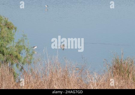 Mallard mâle (Anas platyrhynchos) nageant dans l'eau de la réserve naturelle d'Ein Afek, Israël Banque D'Images