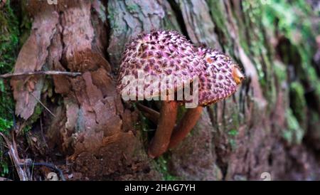 Strombilomyces dryophilus (ou strobilaceus ou floccopus) - vieil homme des Bois Banque D'Images