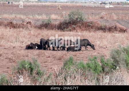 Un troupeau de buffles d'eau sauvages (Bubalus bubalis). Photographié dans la réserve naturelle d'Ein Afek, Israël Banque D'Images