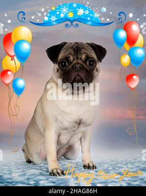 jeune pug devant le fond du ciel Banque D'Images