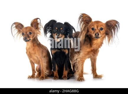 Russkiy Toys in front of white background Banque D'Images