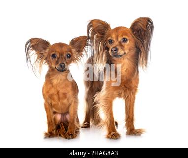 Russkiy Toys in front of white background Banque D'Images