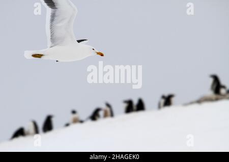 Kelp Gull (Larus dominicanus) en vol. Cet oiseau est trouvé autour des côtes de l'Amérique du Sud, Afrique du Sud, l'Australie, la Nouvelle-Zélande et l'Antarctique Banque D'Images