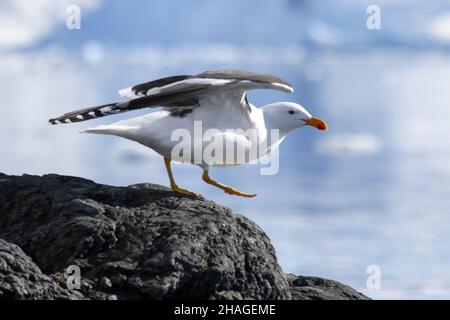 Kelp Gull (Larus dominicanus) photographié à Wilhelmina Bay, en Antarctique en novembre. Banque D'Images