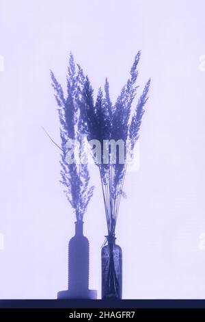 Ombres de l'herbe de pampas dans les vases sur le mur violet Banque D'Images