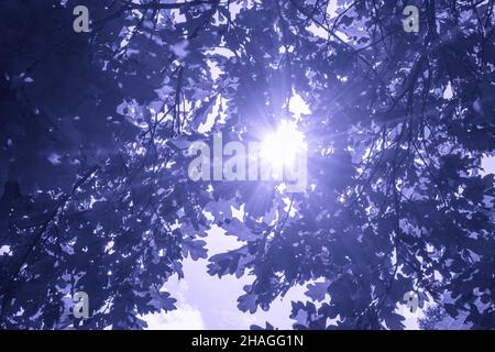 Fond naturel des feuilles de chêne avec rayons du soleil qui le traversent, violet teinté Banque D'Images