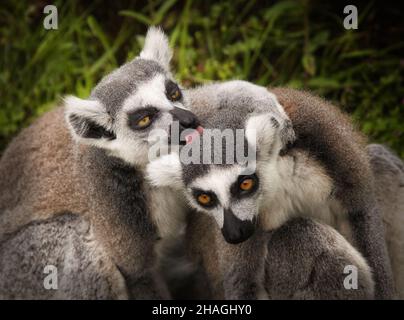 Soin des lémuriens à la queue, Lemur catta, au zoo de Chester Banque D'Images