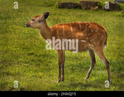 Sitatunga d'Afrique de l'Ouest, Tragelaphus spekii, au zoo de Chester Banque D'Images